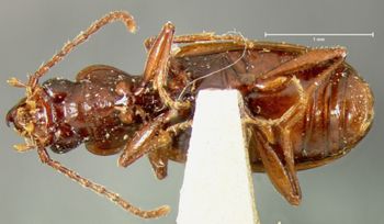 Media type: image;   Entomology 16291 Aspect: habitus ventral view